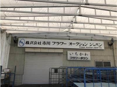 sample